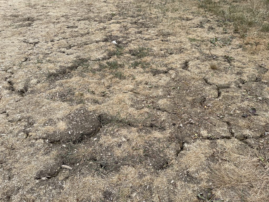 En plein centre de Belfort, au pied des remparts, la terre se craquèle sous l'effet de la sécheresse (août 2026).
