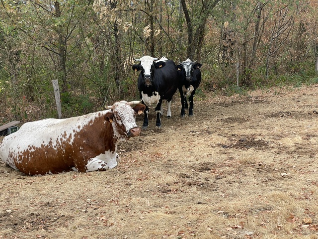 L'agriculture est particulièrement toucchée par les conséquences de la sécheresse: baisse de la production de lait et manque de fourrage.