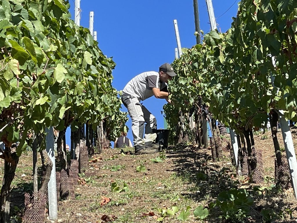 Les vendanges se sont déroulées ce vendredi 4 septembre 2026, à Montbéliard, sur le coteau en contrebas de la rue des Acacias.