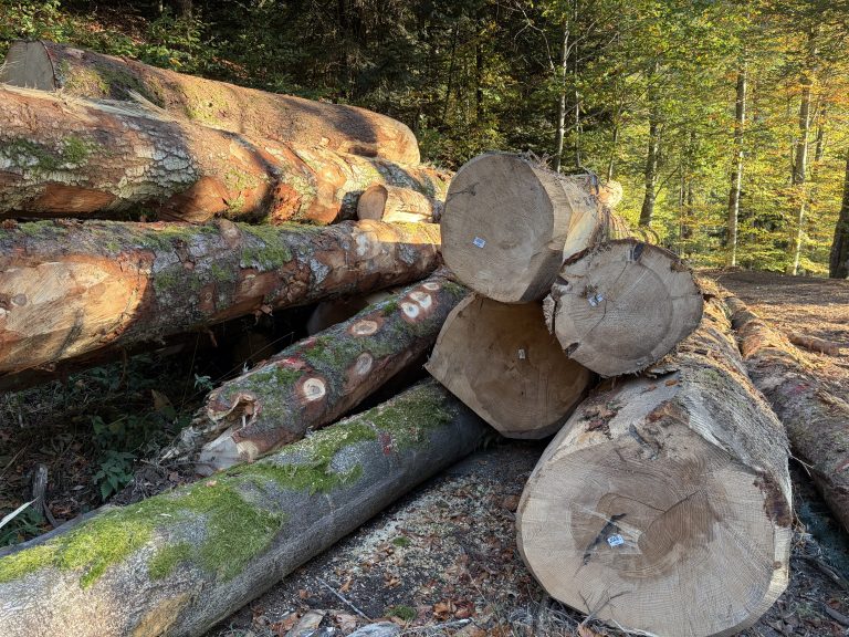 Un tas d'arbres du Ballon d'Alsace abattus.