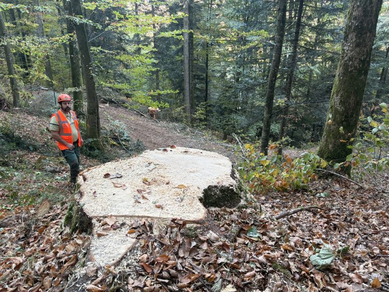 Un tronc d'arbre abattu.