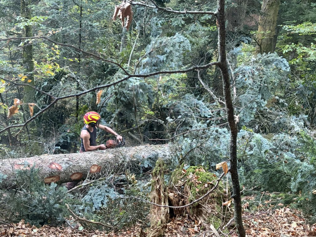Un bucheron coupe un arbre du Ballon d'Alsace.