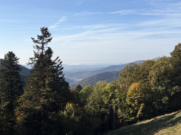 La forêt du Ballon d'Alsace.